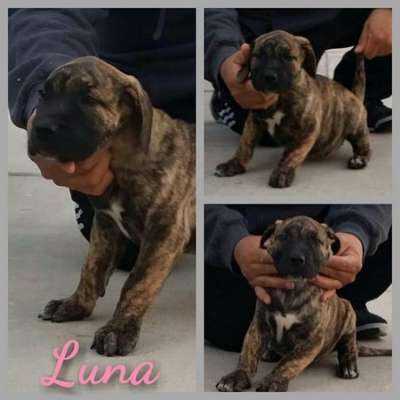 FEARLESS GUARDIAN'S LUNA