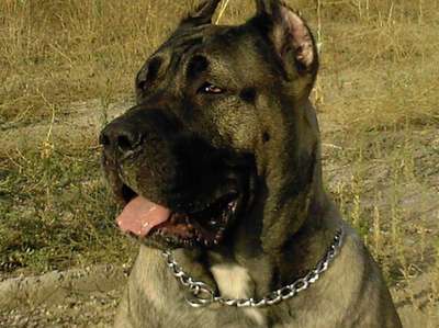 LOLA I DE KING ZULU