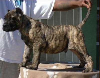 DEUCE DE HIGH VELOCITY K9 (DEUCE HVK9)