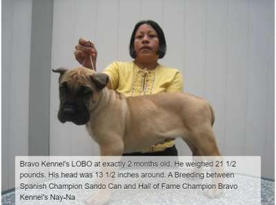 BRAVO KENNEL'S LOBO