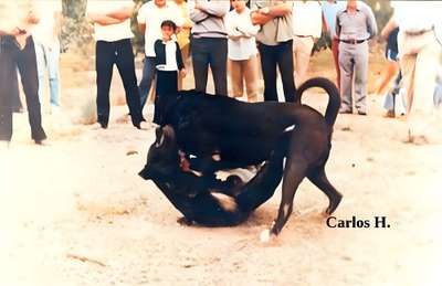 BERRI DE PEPE TAURO