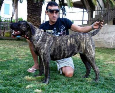 LOLA DI DRAGO CANARIO