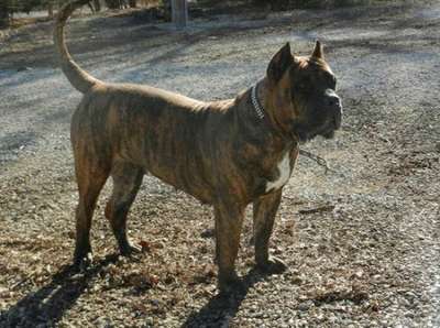 AMERICAN BRED QUEENIE
