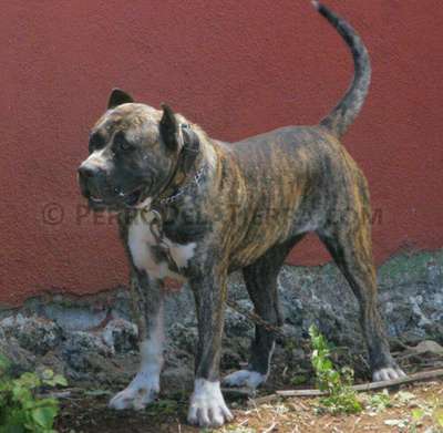 Chasna
