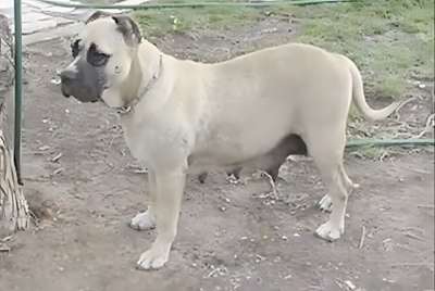 CANELA DEL ALTET