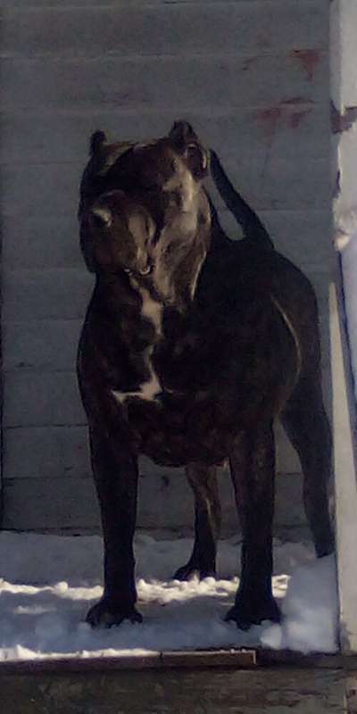 MERRITT'S PRESA