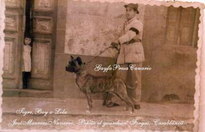 TIGRE DE PEPITO