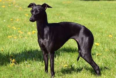 Dogcastle Cassia Buds