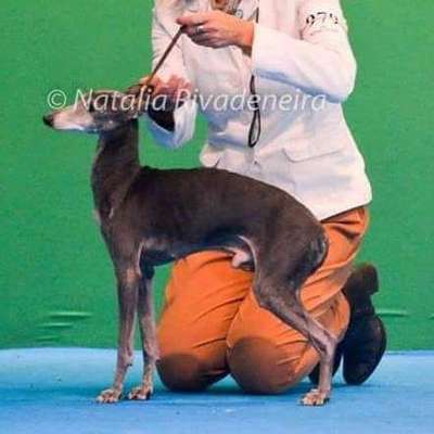 Newcastle Abadan Riyi
