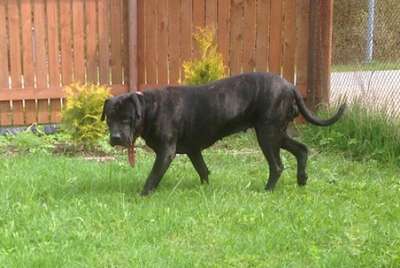 BOSS BULL CANARIO HERA
