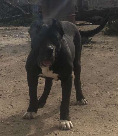 MALASIA DE KING ZULU