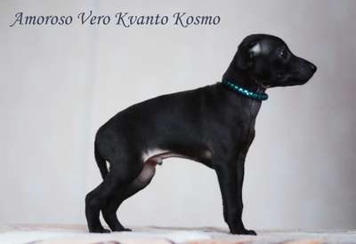Amoroso Vero Kvanto Kosmo