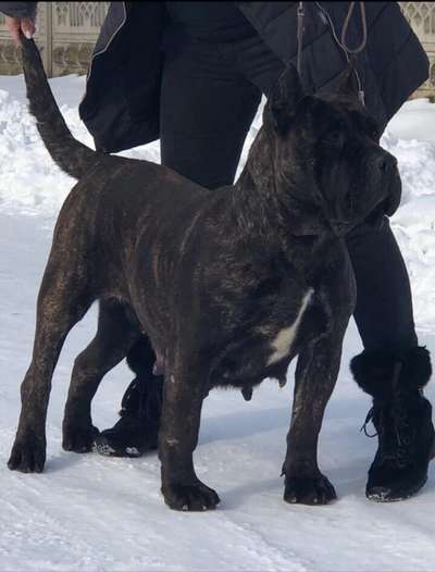 AANA DE BARNACAN BULL
