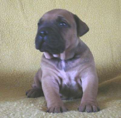 ABEL VALACHIADOG