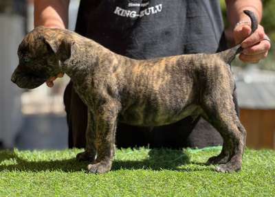 VARANO DE KING ZULU
