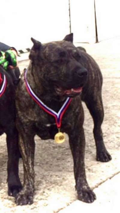QUBANA CABALLERO CANARIO