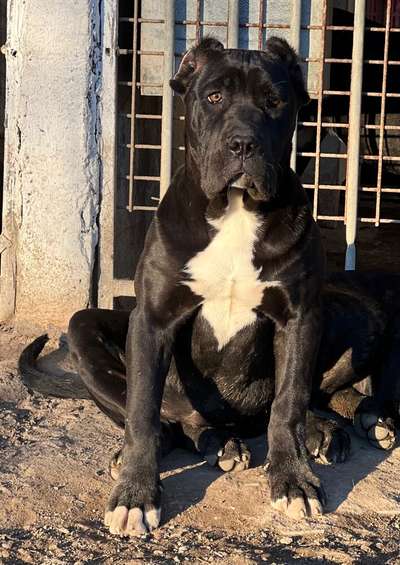 FALKATA DE KING ZULU