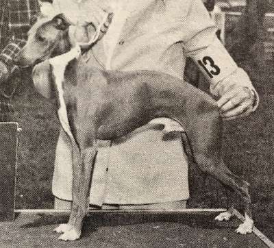 Nelshire's Jaimie Of Dowlynn