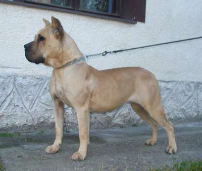PERROS CANARIOS OROS CORA