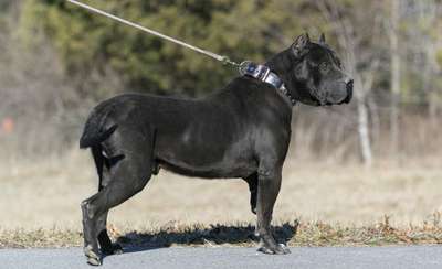 CHULO DE REY GLADIADOR