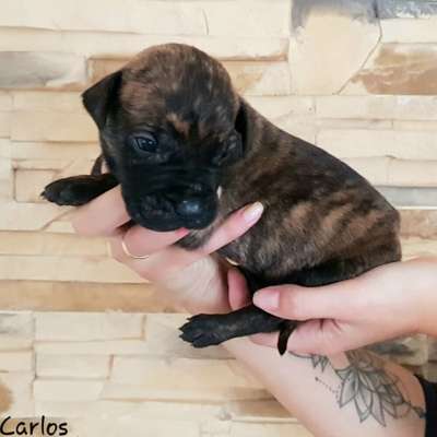 CARLOS RINGO ELITAS