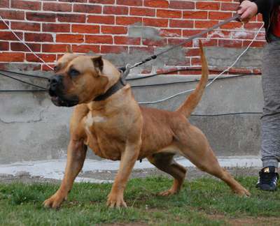 YOLANDA DE SPARTAN DOG KENNEL