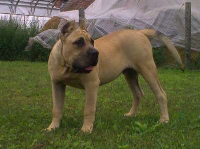 PERROS CANARIOS OROS D'ZEUS