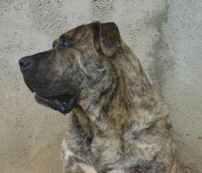 CROKO OF DOGO PARADISE