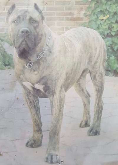 HIERRO DE KING ZULU