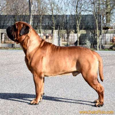 LEMABULL U WILL BE OF VALCOBULLS