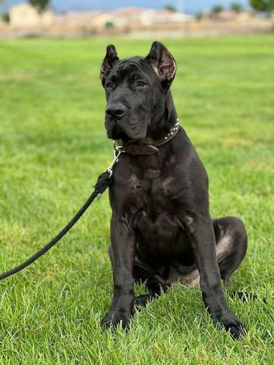 TACHA DE PCRP KENNEL