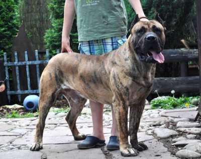 PHANTOM BALUARTE DE LOS PERROS