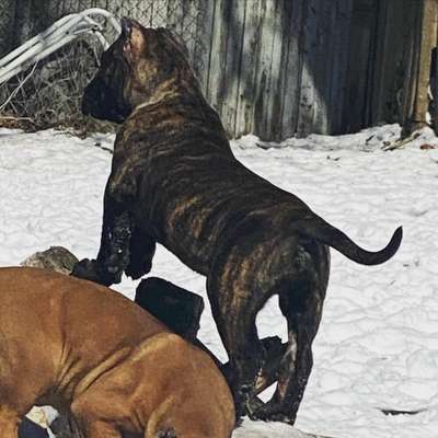 ONLY THE FAMILY KENNELS NENO