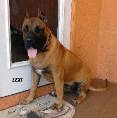 LEXI DE AMERICAN BRED KENNEL
