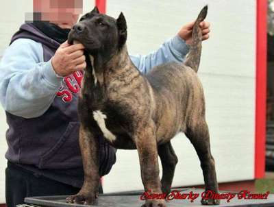 BOSS BULL CANARIO CARMEN