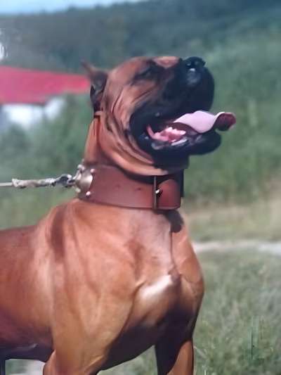 ROSSO R- BENTAIGA