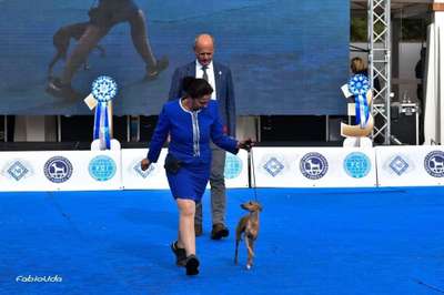 Regina Di Cuori Della Dogaressa