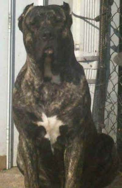YAMIN DE MIDGARD KENNEL