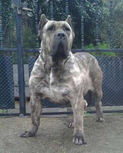 NEMESIS DE LA JACHA