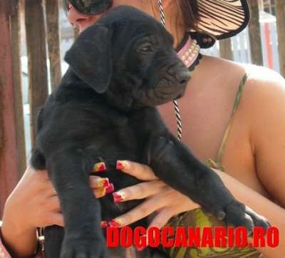 CRONOS DE TARGOVISTE (ROCCO)