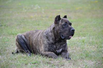 DAGGIE VALACHIADOG