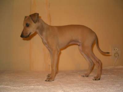 Astra Bravissimo Elvy