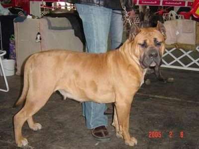 EL CRANERO DURO GOGO