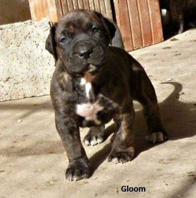 GLOOM GOLDENWINGS