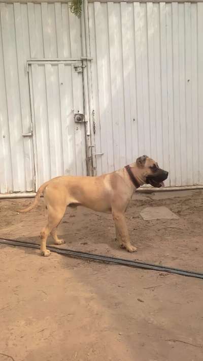 SOLDADO KAISER CHAJLLA PERRO DE PRESA