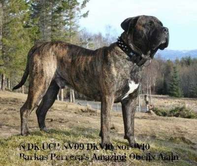 BARKAS PERRERA'S AMAZING OBELIX ALAIN (PACO)