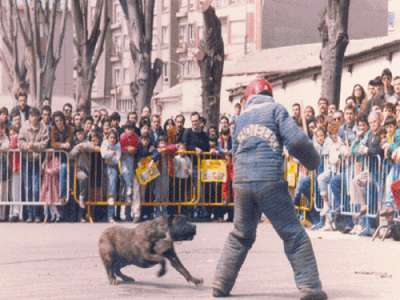 ROCKY DE CANTADIELLO