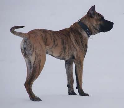 APOLLO DOGOPOLIS (TYSON)