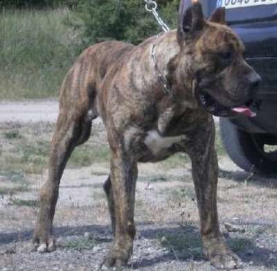 SUPERCAN DE CORDOGCAN