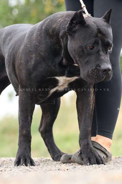 INDIA SABURO KENNELS